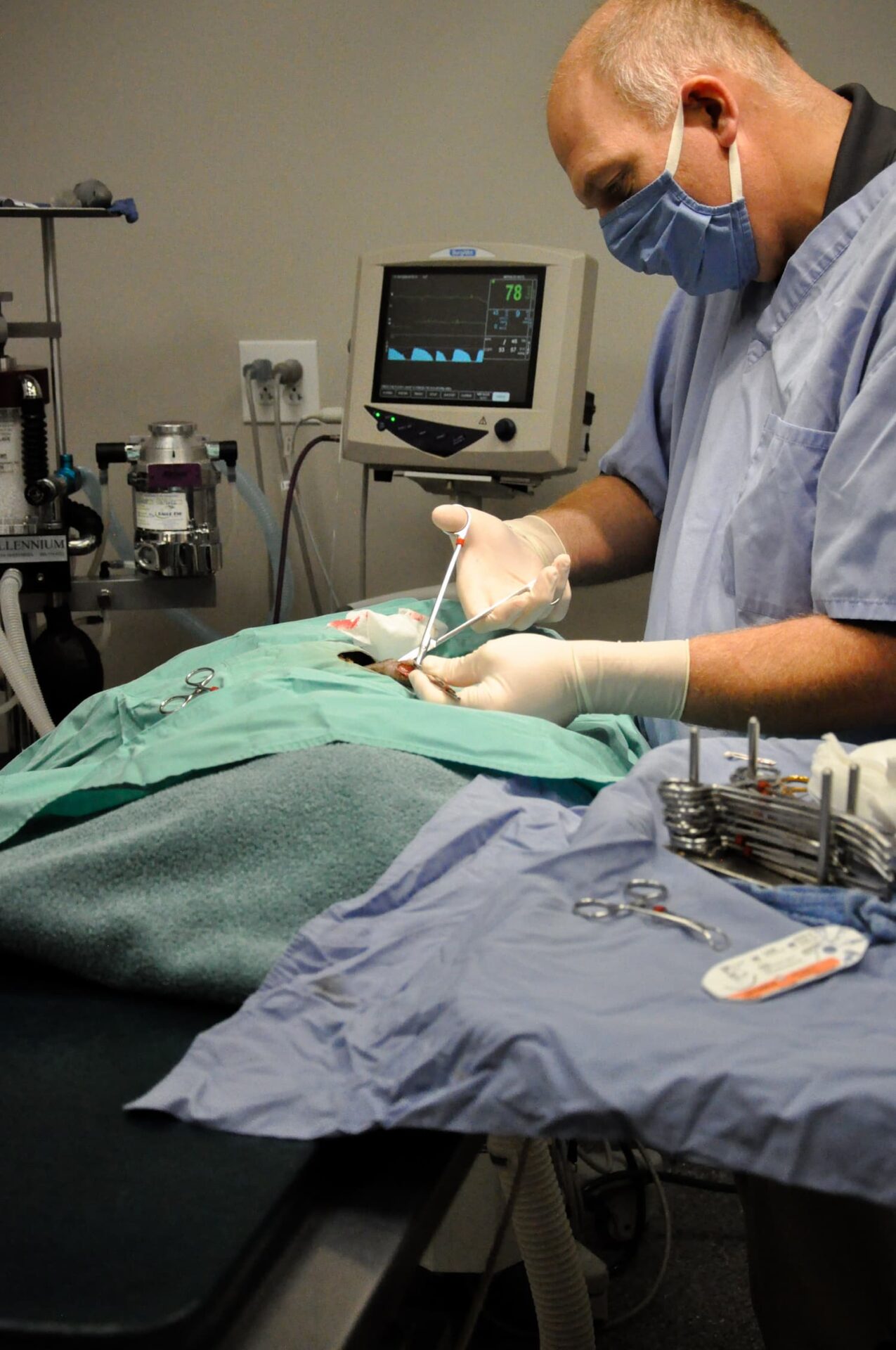 A veterinarian wearing a mask and gloves performs surgery on an animal, with medical instruments and a monitor displaying vital signs nearby.