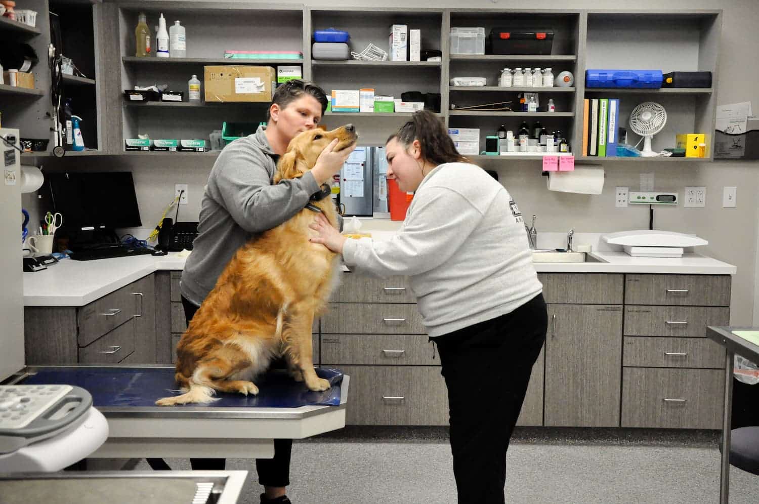 Two veterinary staff examine a golden retriever on an exam table in a clinic, with medical supplies and equipment visible on shelves in the background.
