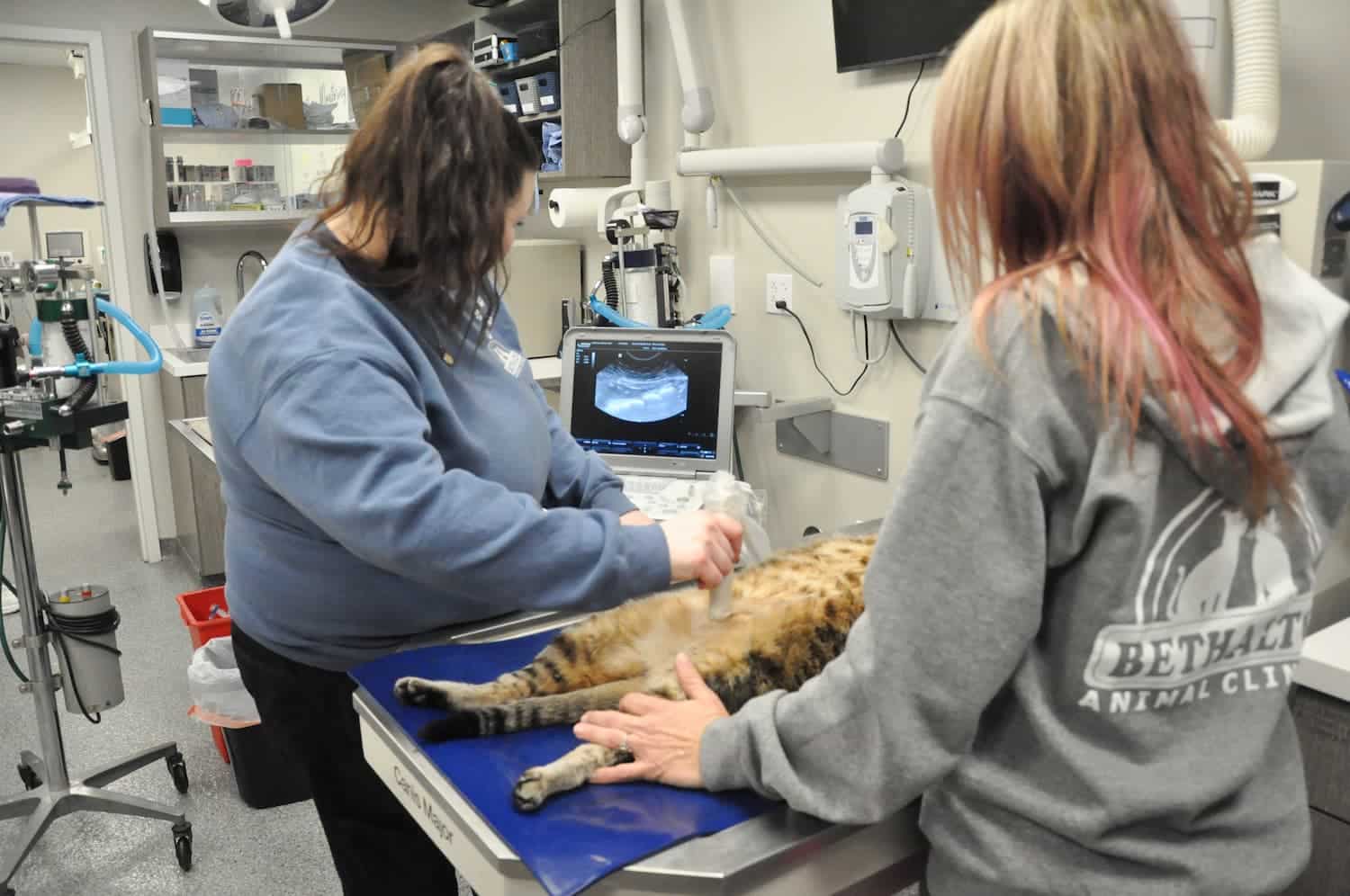 Two veterinary staff perform an ultrasound exam on a cat lying on an exam table in a veterinary clinic.