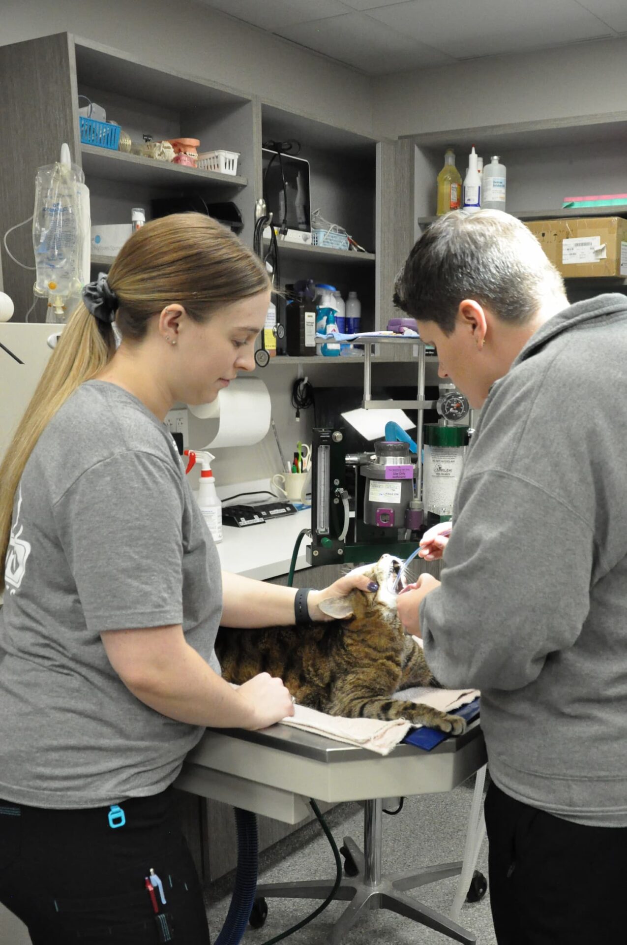 Two veterinary professionals examine and treat a cat lying on an examination table in a veterinary clinic.