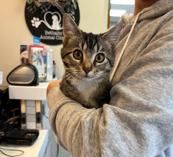 Person in a gray hoodie holding a tabby kitten inside an animal clinic, with clinic signs and brochures visible in the background.