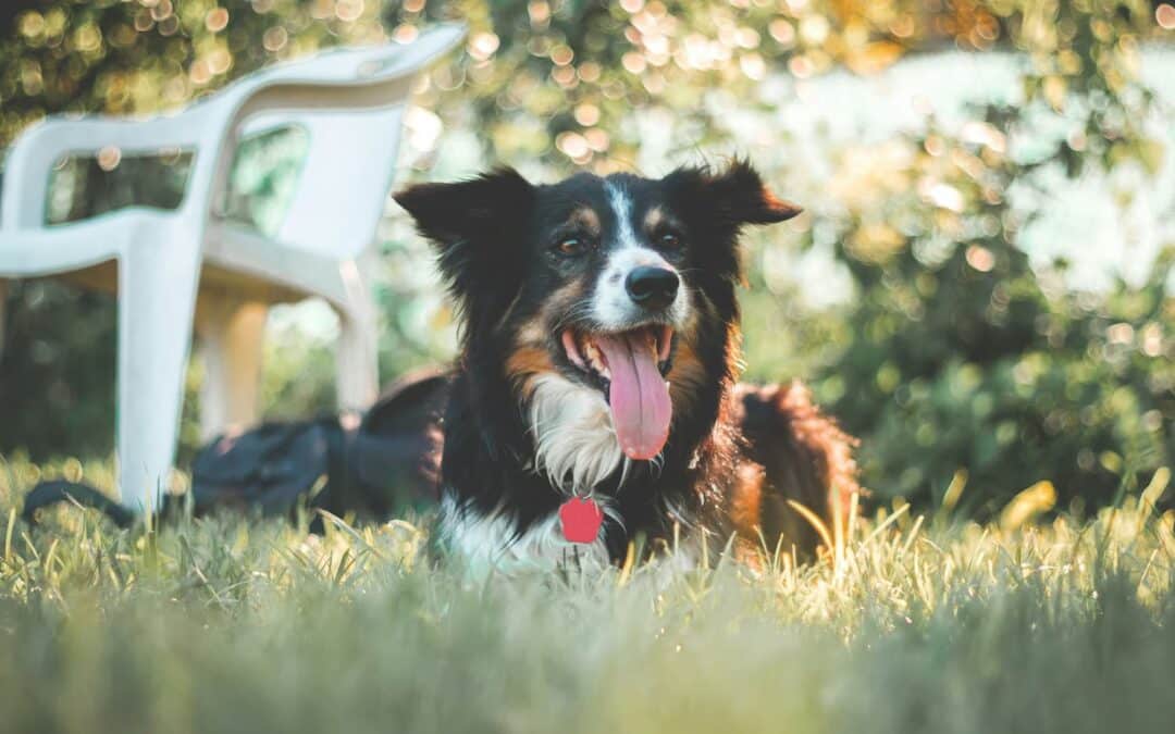A black and white dog with a red tag is lying on grass outdoors near a white plastic chair, with greenery and sunlight in the background.