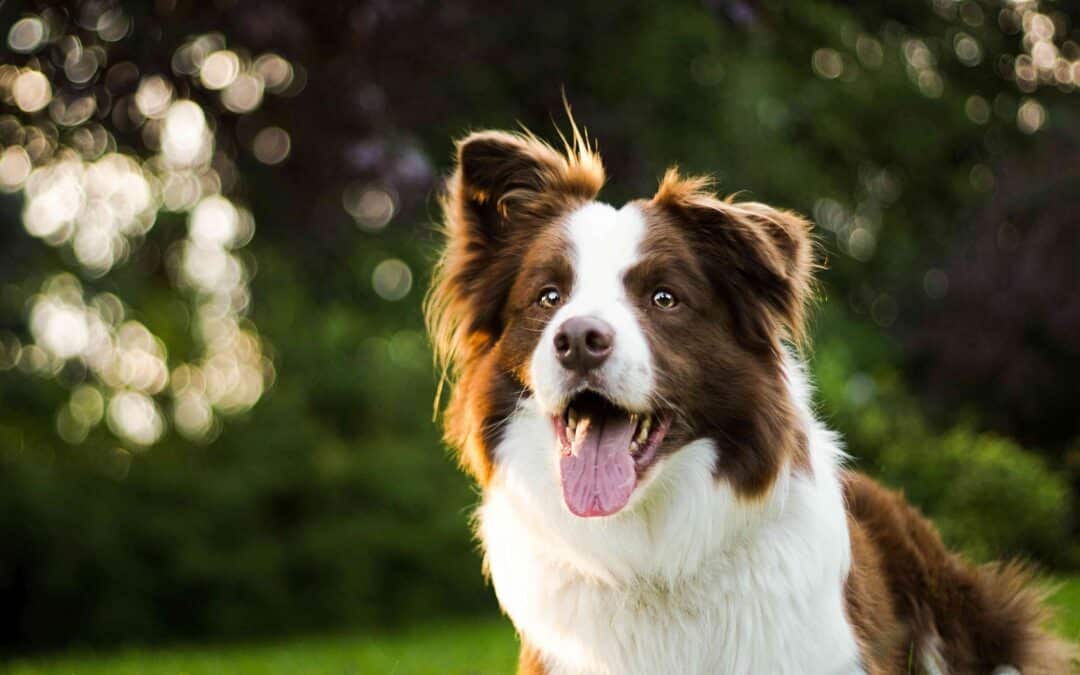 A brown and white dog with its mouth open sits outside on green grass, with blurred trees and sunlight in the background.