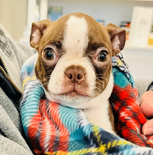 A small brown and white puppy wrapped in a colorful plaid blanket, being held by a person in a gray jacket indoors.