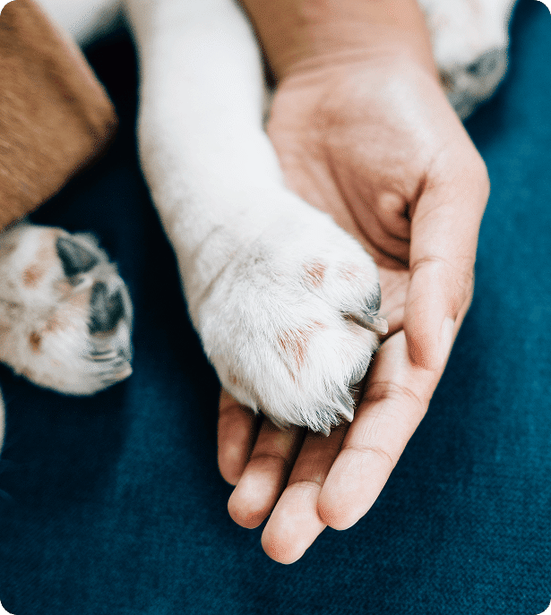 A human hand gently holding a dog's paw, both resting on a dark blue surface.