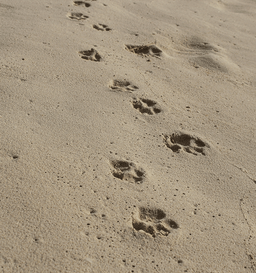 Animal paw prints are visible in a single line on a sandy surface, extending into the distance.