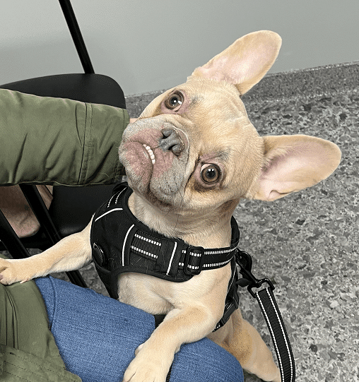 A light tan French Bulldog wearing a black harness stands on a person's lap, looking up with its ears perked and mouth slightly open.