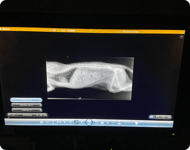 A monitor displays a side-view X-ray image of an animal, likely a cat or small dog, with visible bones and ribcage.