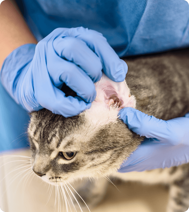 A veterinarian wearing blue gloves examines the ear of a gray and white cat.