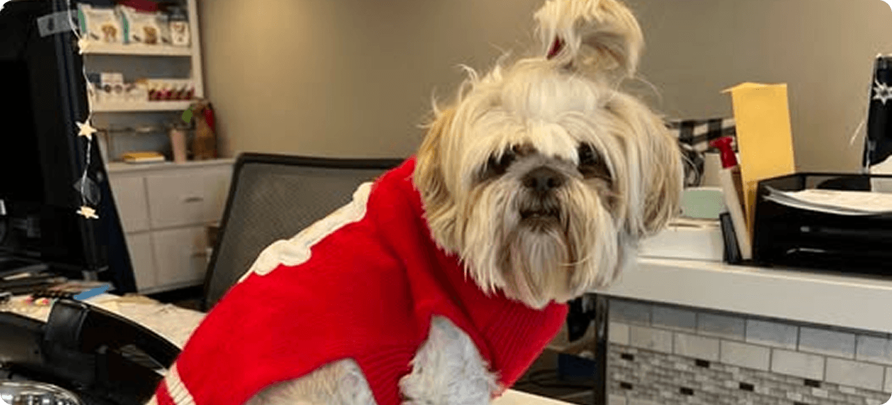A small dog with long fur, wearing a red sweater with a white design, sits on an office desk near some papers and office supplies.