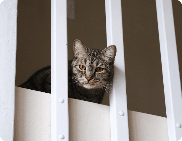 A tabby cat with orange eyes looks through white vertical railing bars indoors.