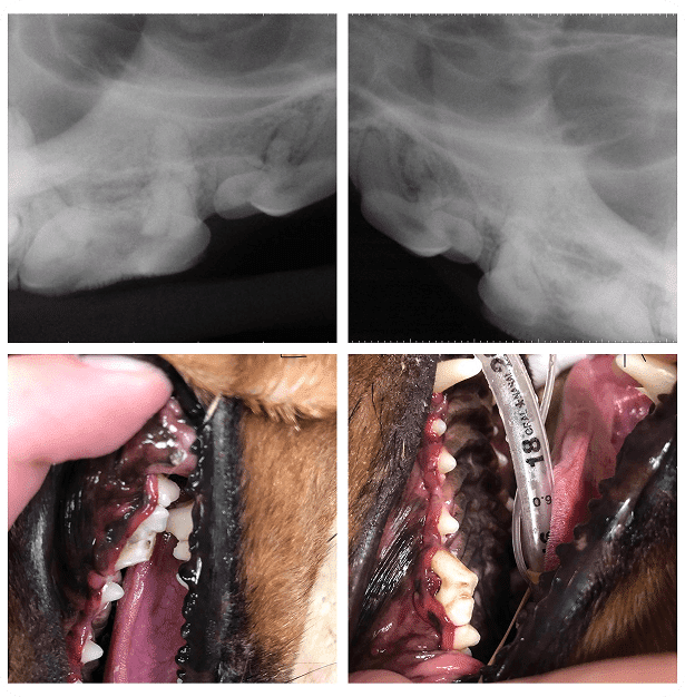 Two dental X-rays (top) and two close-up photos of a dog's mouth (bottom), showing teeth and gums before and after dental treatment.