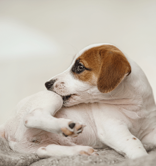 A small white and brown puppy is lying down, turning its head to bite or scratch its hind leg.