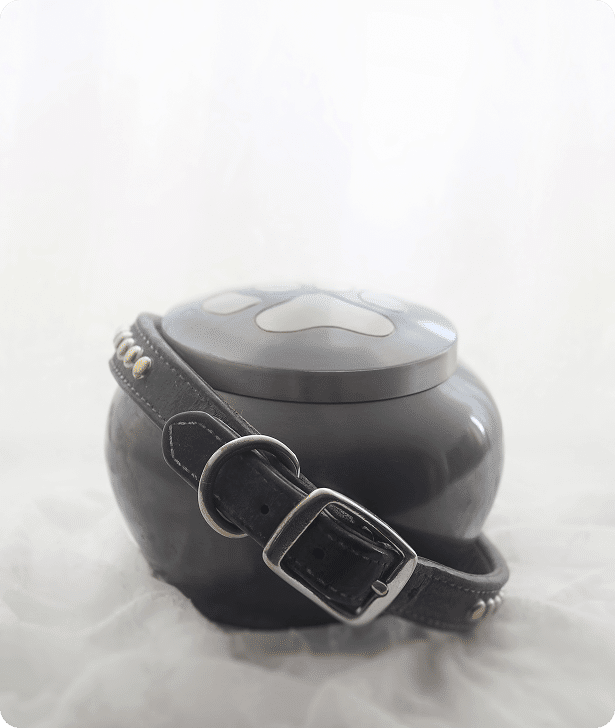 A black pet urn with a paw print design on the lid, wrapped with a black leather collar, sits on a white surface.