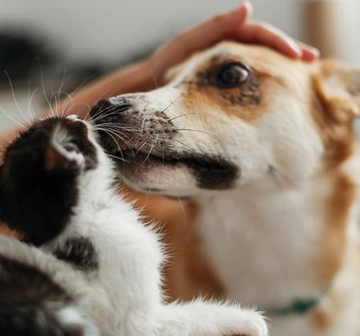 A person pets a brown and white dog as it closely sniffs a black and white kitten.