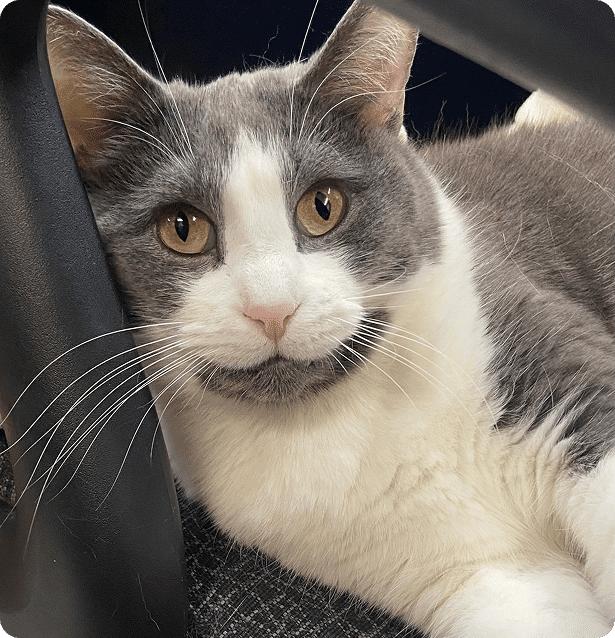 Gray and white cat with yellow eyes lies on a textured surface, resting its head against a black metal bar and looking directly at the camera.
