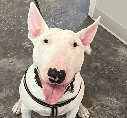 A white bull terrier with a black harness sits on a speckled floor, looking up with its mouth open and tongue out.