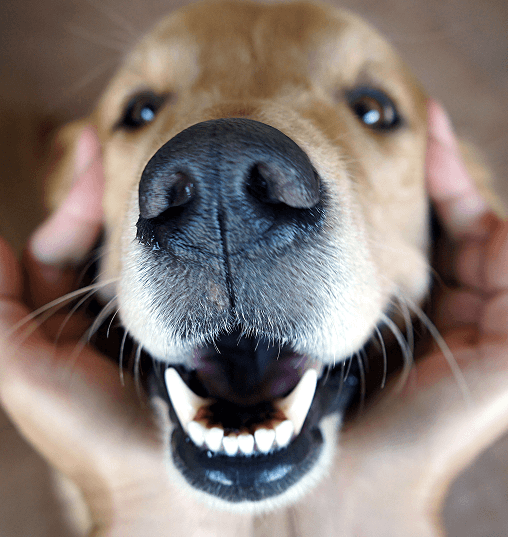 A close-up of a dog's face, with human hands gently holding its head from both sides. The dog has its mouth open, showing its teeth.