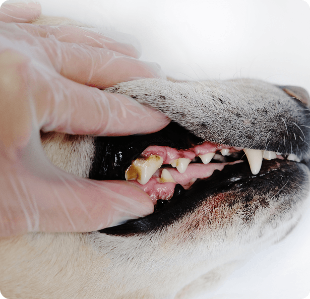 A gloved hand lifts a dog's lip to show its teeth and gums, revealing visible tartar build-up on the molars.