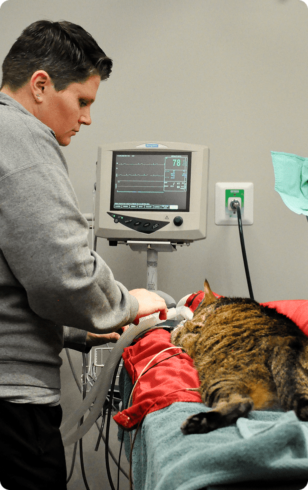 A veterinary professional monitors a cat lying on an exam table with medical equipment and a heart rate monitor in a clinical setting.