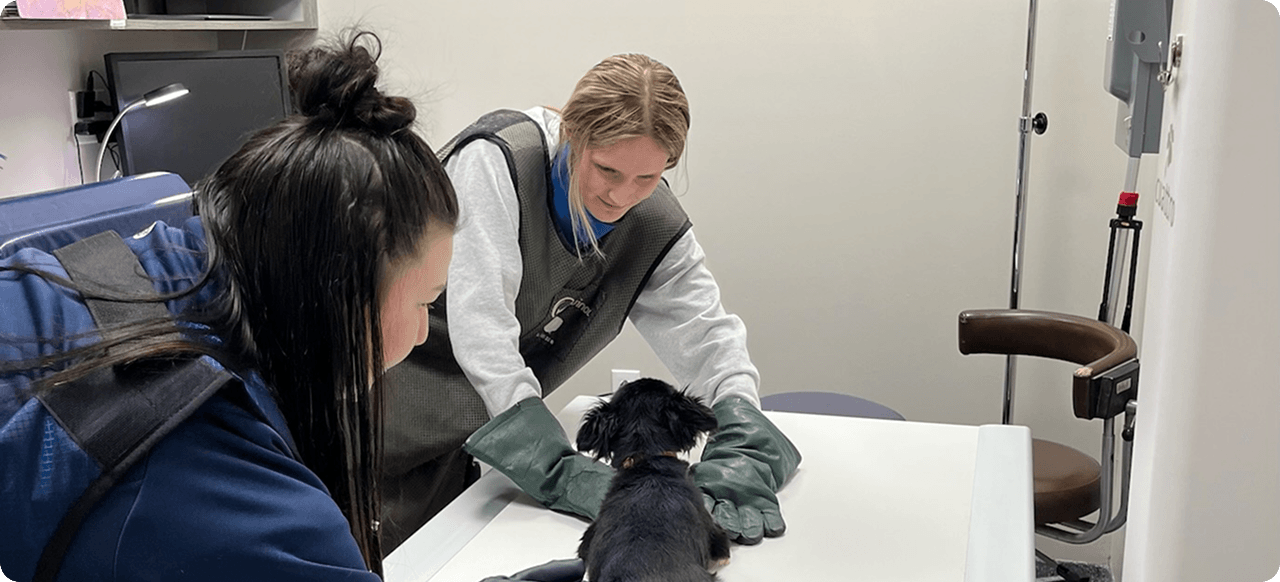 Two people wearing protective gear position a small dog on a table in a veterinary clinic, possibly preparing for an X-ray.