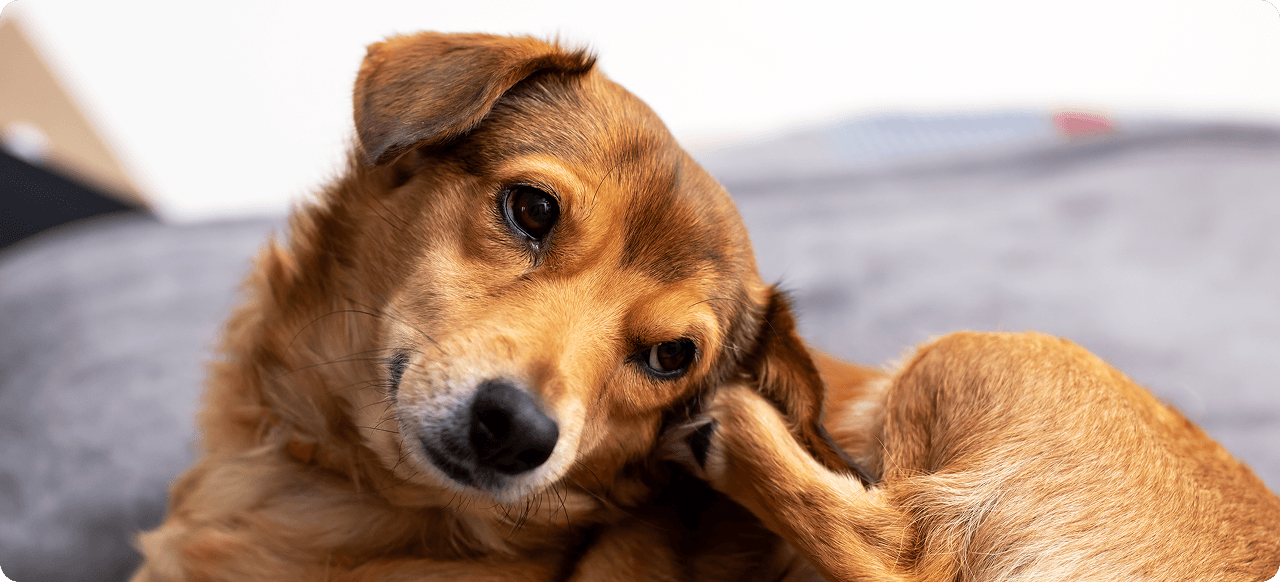 A brown dog with white markings scratches its head with its hind leg while lying on a gray surface.