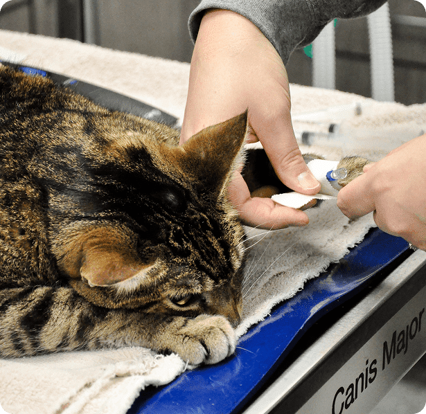 Person trimming the claws of a tabby cat lying on a towel-covered table.