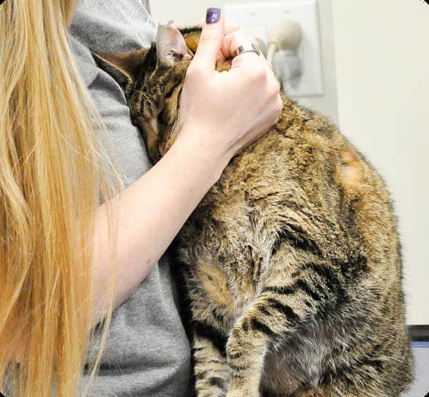 A person with long blonde hair holds a brown tabby cat close to their chest; the cat presses its face into the person's arm.