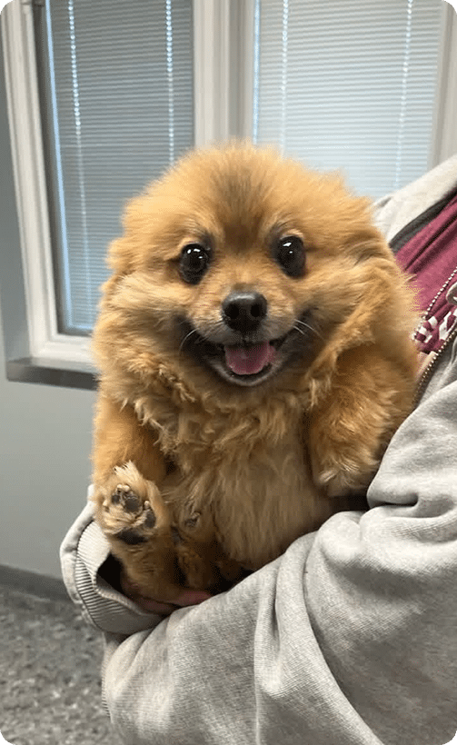 A small, fluffy brown dog is being held in someone's arms indoors. The dog has a happy expression with its mouth open and tongue slightly out.