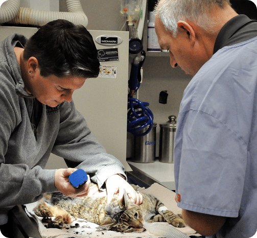 Two veterinary professionals examine and treat a cat lying on a table, using medical tools in a clinical setting.