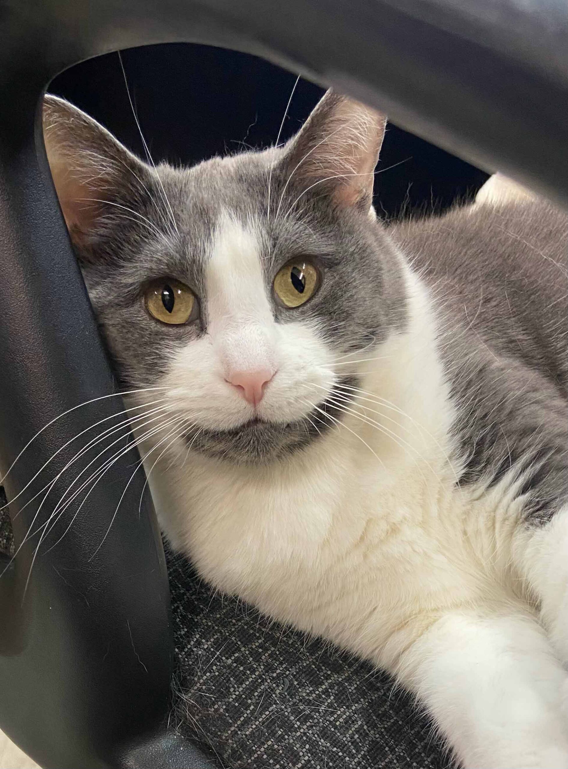 Lana Cat