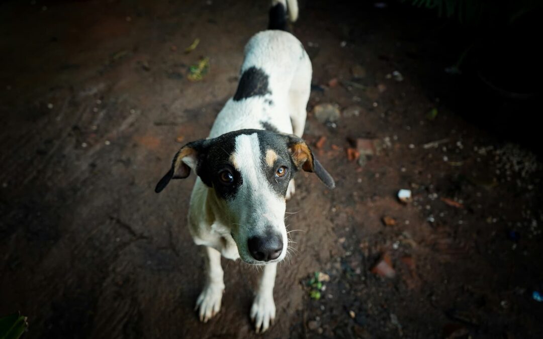 A black and white dog stands on a dirt ground, looking up toward the camera with ears slightly back.
