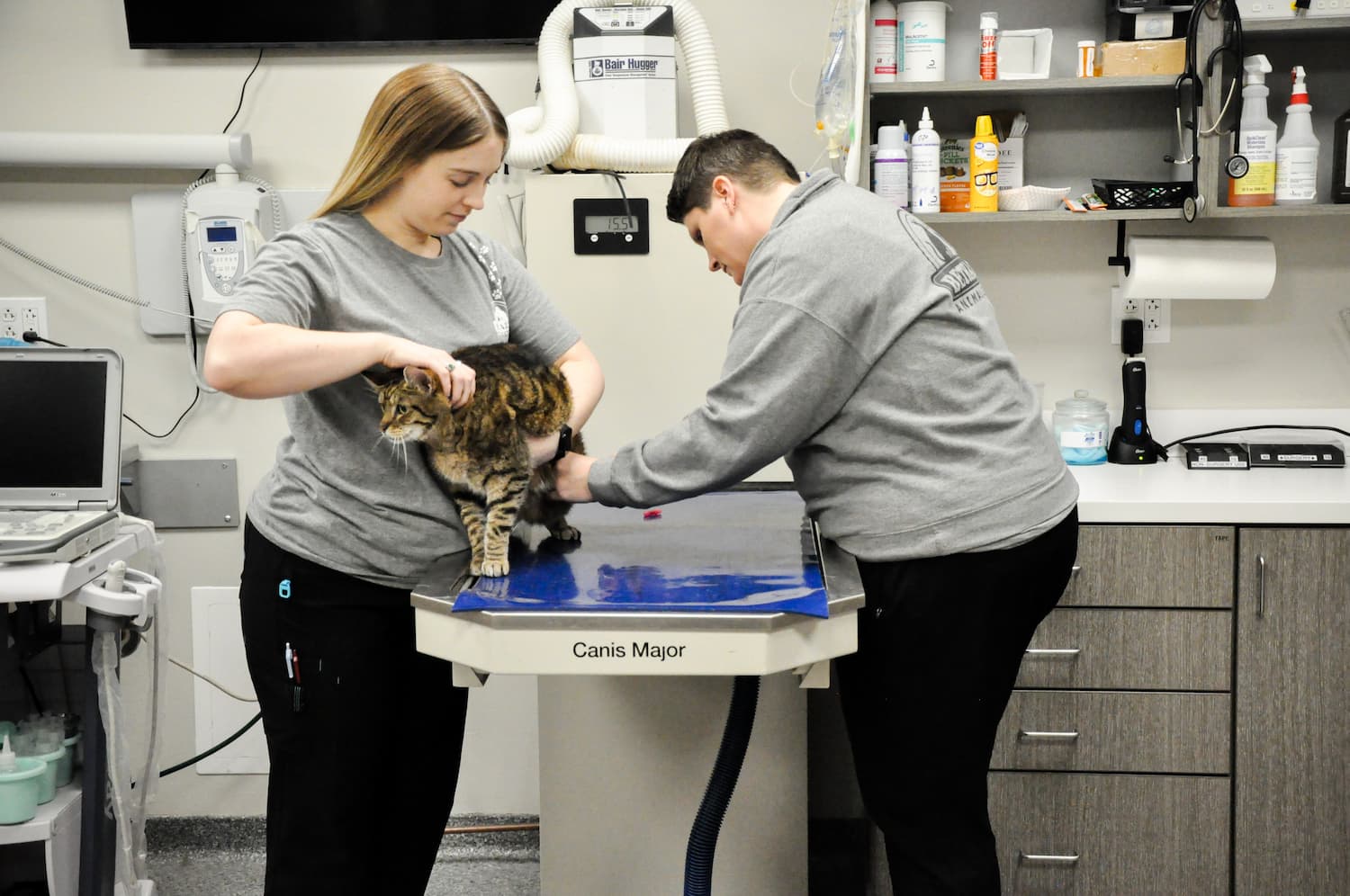 Two veterinary staff members examine a tabby cat on an exam table in a veterinary clinic, with medical supplies and equipment visible in the background.