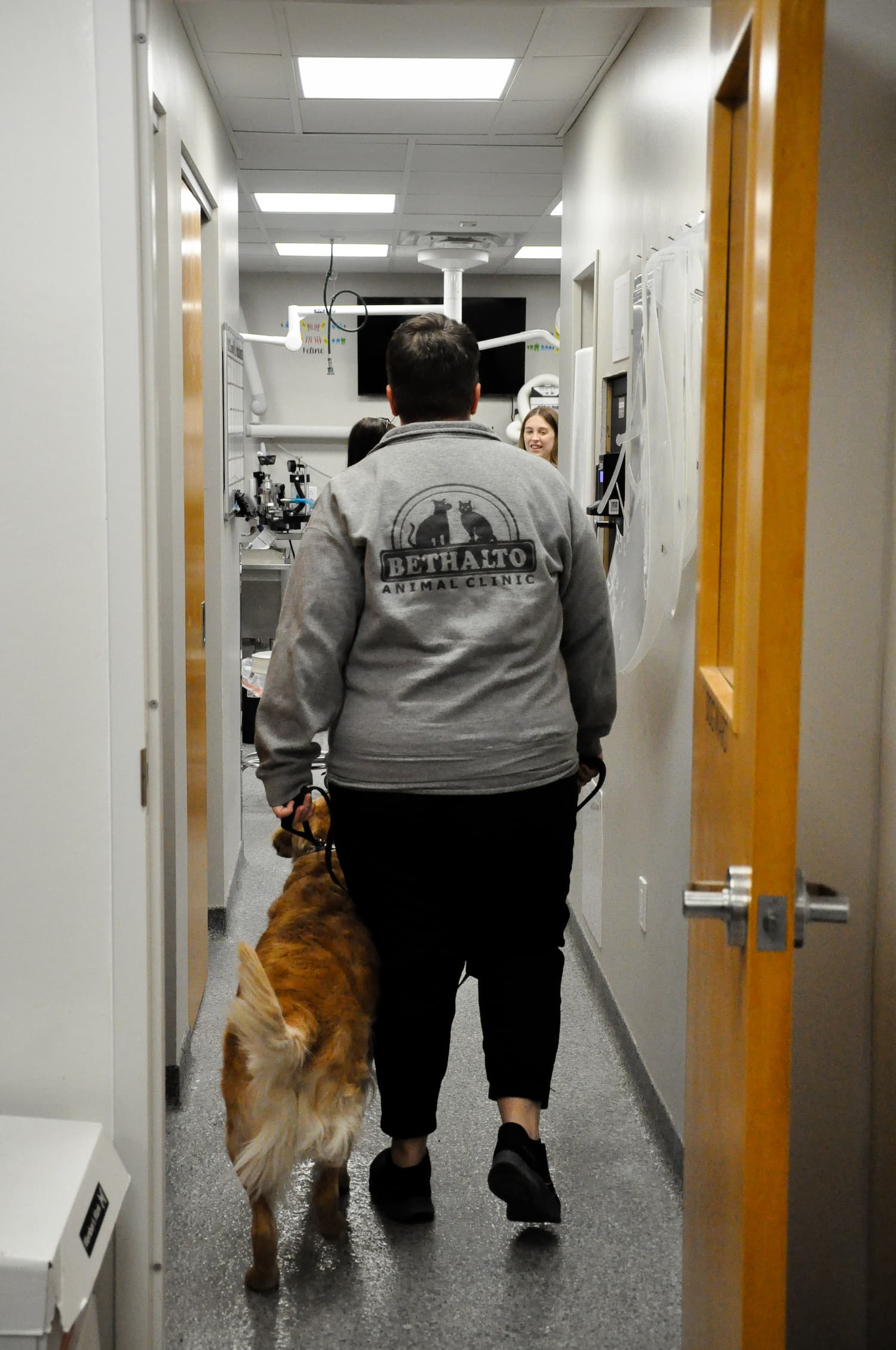 Person wearing a “Bethalto Animal Clinic” sweatshirt walks down a hallway with a golden retriever on a leash, heading toward a veterinary exam room.